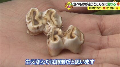 食べている物によって進化してきた動物たちの“歯” 骨格標本を使って