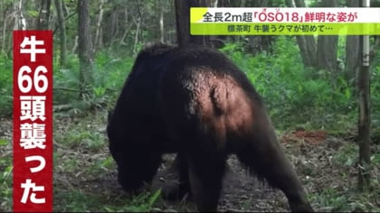 クマさん NHKスペシャル] 捕獲されて明らかになった驚くべき事実 | OSO18