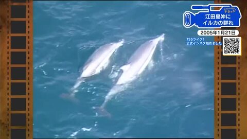 【広島あの日のきょう】江田島沖に珍しいイルカの群れ（2005年）エサを追って瀬戸内海に入り込んだか