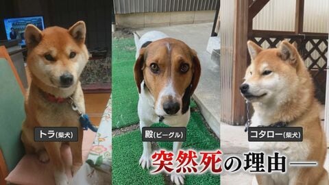 「許せない」愛犬が“謎の死”散歩後にバタリ…河川敷に不審物　真相究明求め悲痛の声【2025ピックアップ】