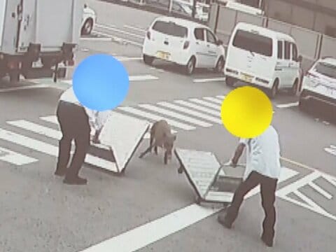 トヨタの工場前にも現れる…早朝の市街地に『イノシシ』男性が次々に襲われ4人ケガ “猛進”する姿が防犯カメラに