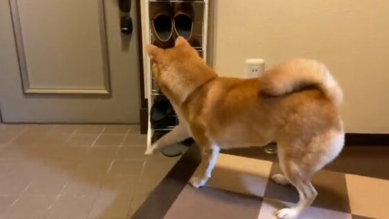 しっぽ取れちゃうよ 家族の帰りを全身で歓迎する柴犬が可愛い 何があったの 飼い主に聞いた