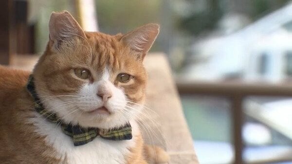 地域猫「みぃちゃん」はバス営業所の“看板猫” 地域の力で小さな命を