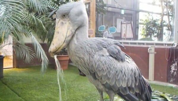豪快に水を飲み、盛大にこぼす」ハシビロコウに爆笑…まるで“ししおどし