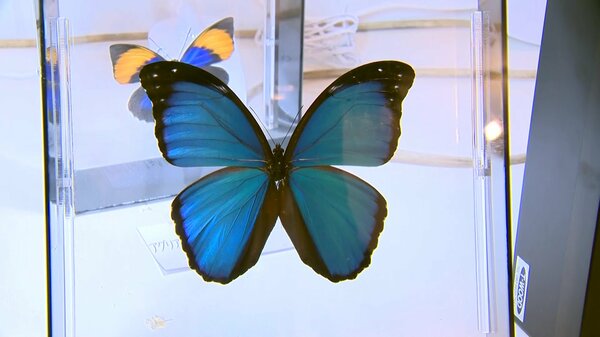 限定モデル 蝶の標本 モルフォの世界 1AA i9tmg.com.br