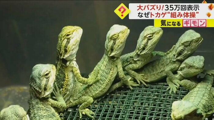トカゲの上にトカゲが重なっている(GINKA exotic animal)