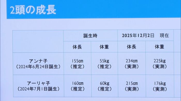 子イルカの成長記録（2025年12月2日時点）