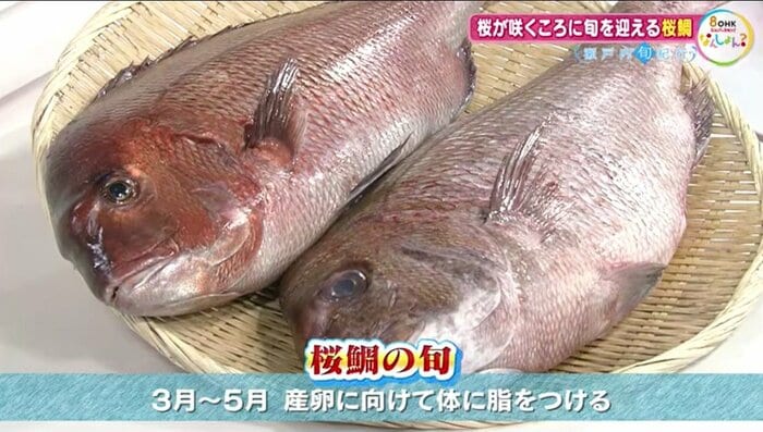 桜鯛の旬