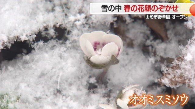 オオミスミソウ(雪割草とも言われる)落ち葉の下から顔をのぞかせ、花弁と重なる紅色の雄しべ・三角の葉が印象的