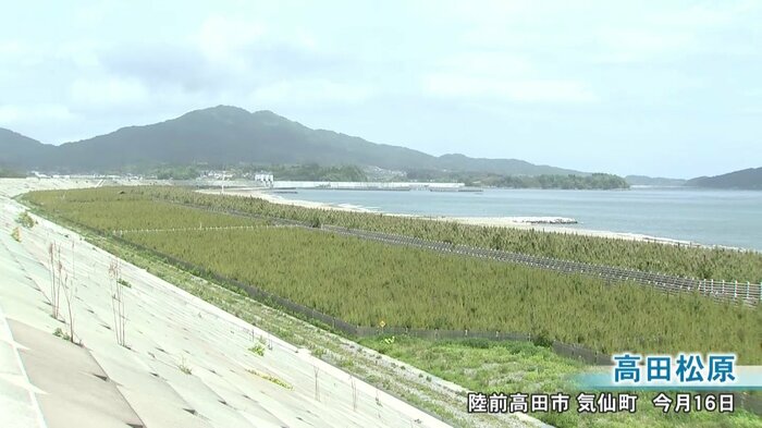 2023年5月16日段階の高田松原の様子