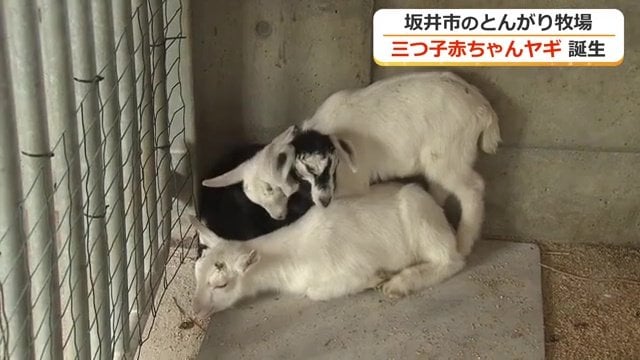 3頭そろってすくすく成長中