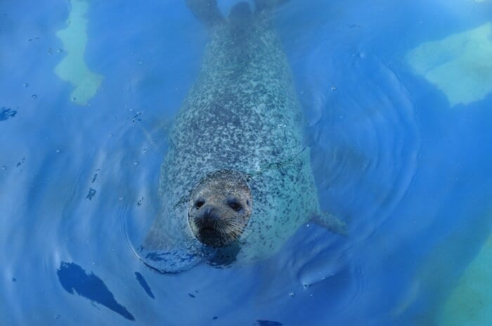 水から顔を出す(提供:名古屋市東山動植物園)