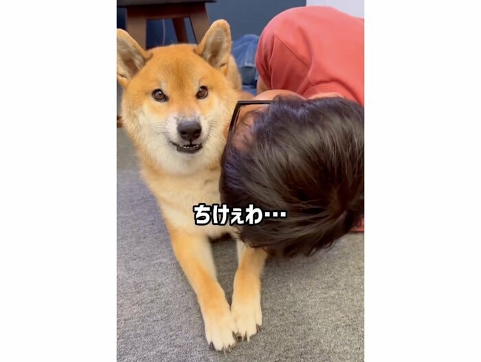 近すぎるパパが嫌そう(提供:柴犬ぽてとさん)