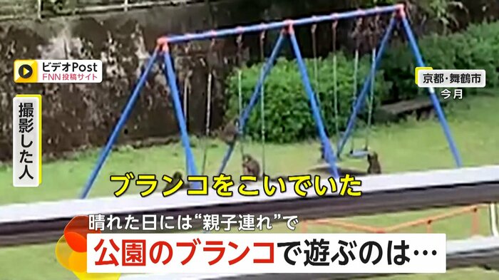 ブランコをこぐサル(FNN投稿サイト「ビデオPost」)