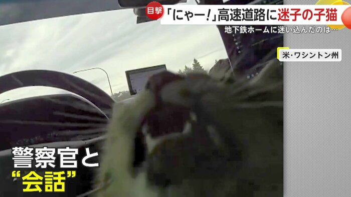 警察官の声に反応する子ネコ(Washington State Patrol)