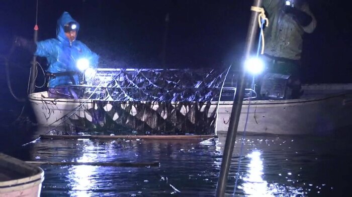 佐賀県沖の有明海でノリの摘み取り(2024年11月20日)