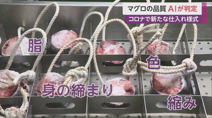 尾の断面から品質を見極め
