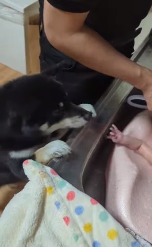 沐浴中のさっちゃんを見守る天すけくん
