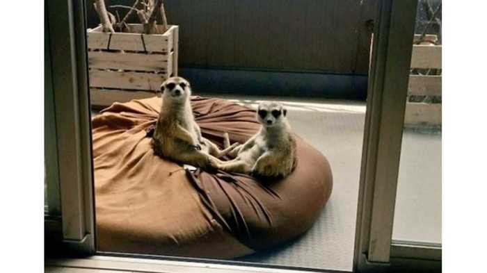 まるで“老夫婦”なミーアキャットの日向ぼっこ! この座り方は珍しいのか専門家に聞いてみた