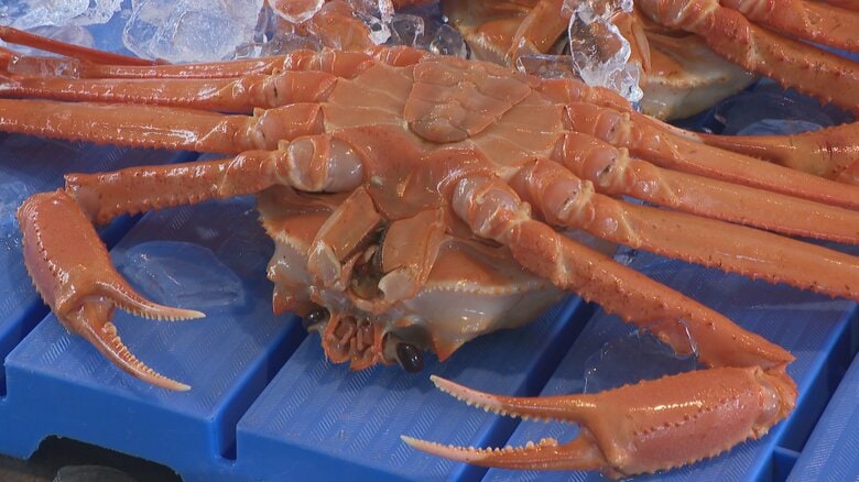 タンク満杯の大漁！新湊漁港ベニズワイガニ初競り、昨季の不漁から一転、極上サイズも登場で活気戻る｜FNNプライムオンライン