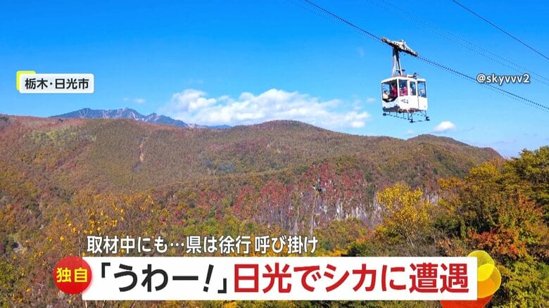 「心臓のバクバクが止まらない」日光の夜道で死角から鹿が飛び出し急ブレーキ、電話インタビュー中にも再び目の前に鹿|FNNプライムオンライン
