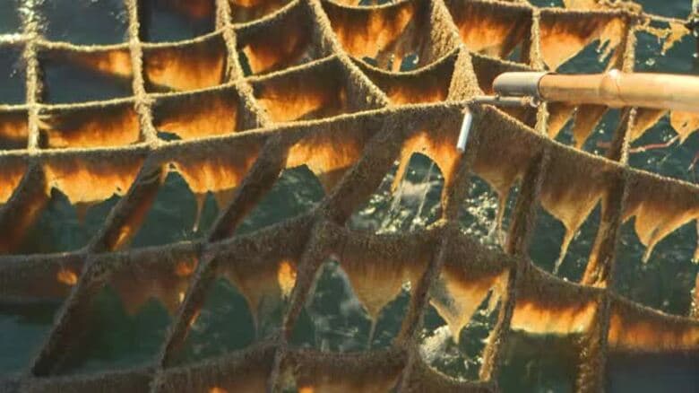 西条で養殖黒ノリの収穫開始も「色ないとつらい」今年も色落ち　対策「瀬戸内海全域で考えないと」【愛媛】｜FNNプライムオンライン