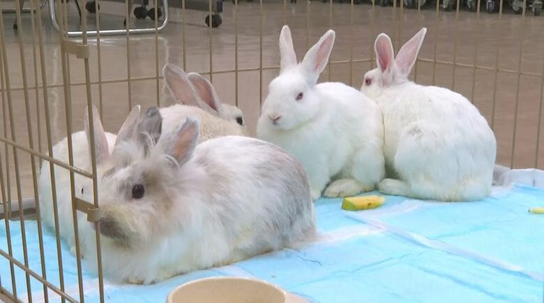 48匹のウサギ　譲渡会へ　繁殖力強く民家で増えすぎて保護　長野県伊那保健福祉事務所　「家族の一員として大切に飼育してくれる方に引き取ってもらいたい」｜FNNプライムオンライン