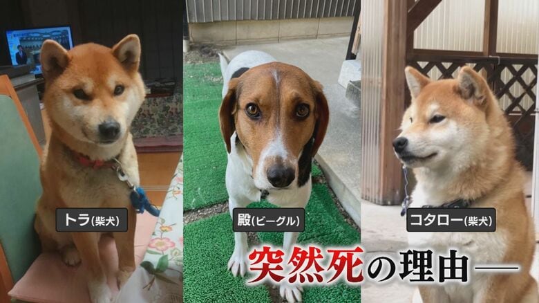 「許せない」愛犬が“謎の死”散歩後にバタリ…河川敷に不審物も　飼い主が真相究明求め悲痛の声【島根発】｜FNNプライムオンライン