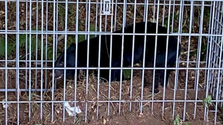 【画像あり】宮城・名取市でクマ捕獲・殺処分　イノシシ用箱わなにかかる　ゆりが丘周辺で目撃相次ぐ｜FNNプライムオンライン