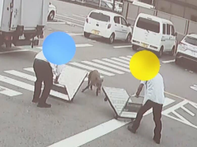 トヨタの工場前にも現れる…早朝の市街地に『イノシシ』男性が次々に襲われ4人ケガ “猛進”する姿が防犯カメラに|FNNプライムオンライン