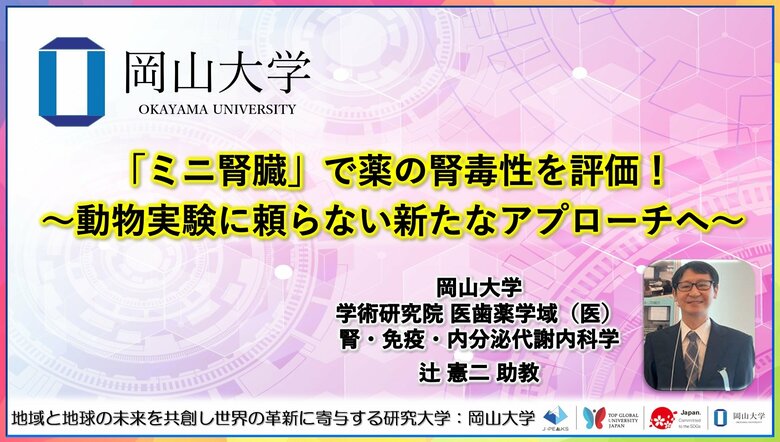 【岡山大学】「ミニ腎臓」で薬の腎毒性を評価!~動物実験に頼らない新たなアプローチへ~