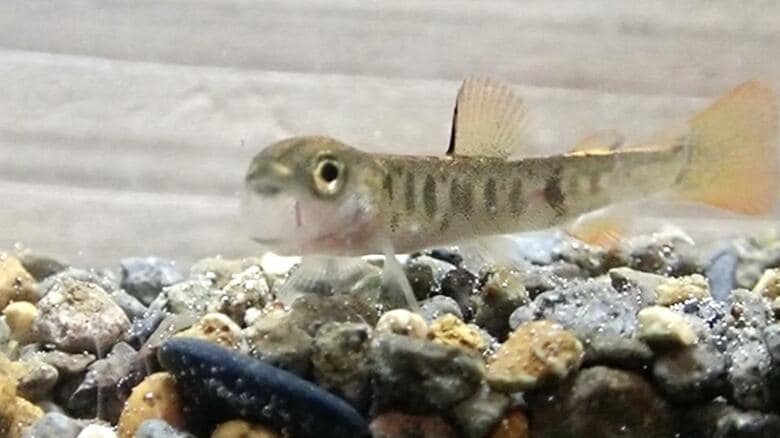 【実は魚も“あくび”する】北海道大学の研究グループが発表「イワナのあくびの長さは生息地間で異なる」実験により世界で初めて明らかに…活動状態への切り替え機能をさらに解明へ｜FNNプライムオンライン