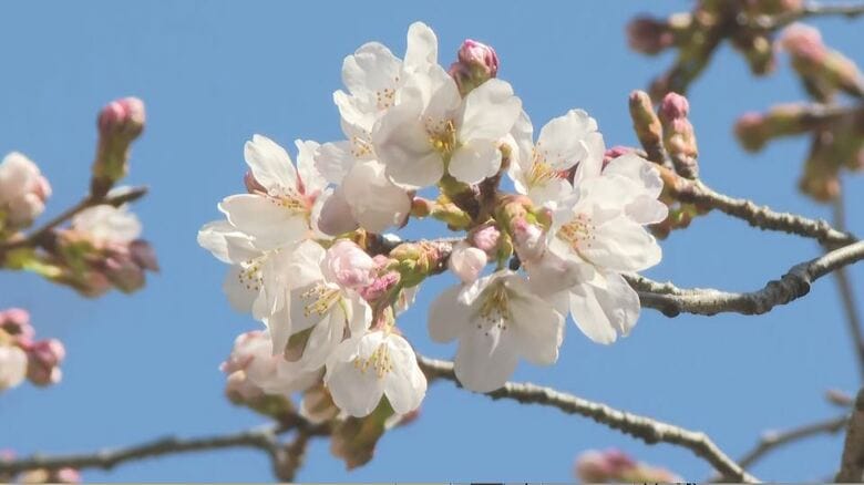 信州に桜前線到来！長野・天龍村でソメイヨシノ開花　過去20年で最速｜FNNプライムオンライン