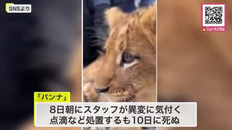【1歳のライオン死ぬ】動物の移動と違法建築物の撤去進める“ノースサファリ”食欲なくなりふらつく症状も…『先天性の脳の異常』確認＿撤去すべき建築物は『133棟』に〈北海道札幌市〉｜FNNプライムオンライン