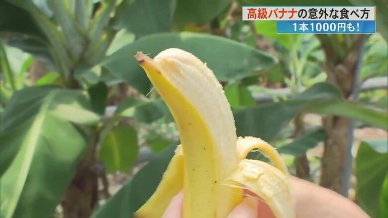 1本1000円“高級バナナ”に珍しい品種のレモンも 「幸せになってもらいたい」 ユニークな食べ方も紹介【高知発】｜FNNプライムオンライン
