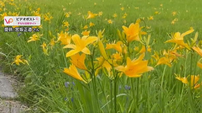 初夏の湿原でニッコウキスゲ開花進む　まもなく見ごろ　長野・木島平村｜FNNプライムオンライン