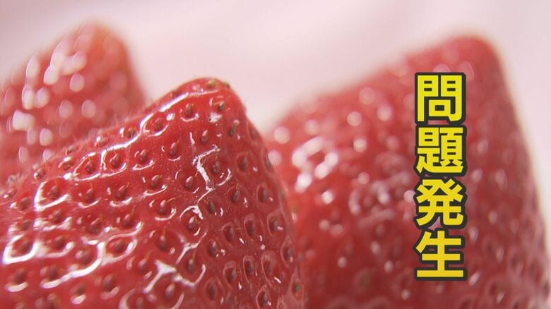 存在しない『栃木県産あまおう』名乗り“Ⅹ”に投稿 個人情報を騙し取る狙いか ブランドイチゴ巡り騒動 “美味しい話”にご用心 【福岡発】｜FNNプライムオンライン