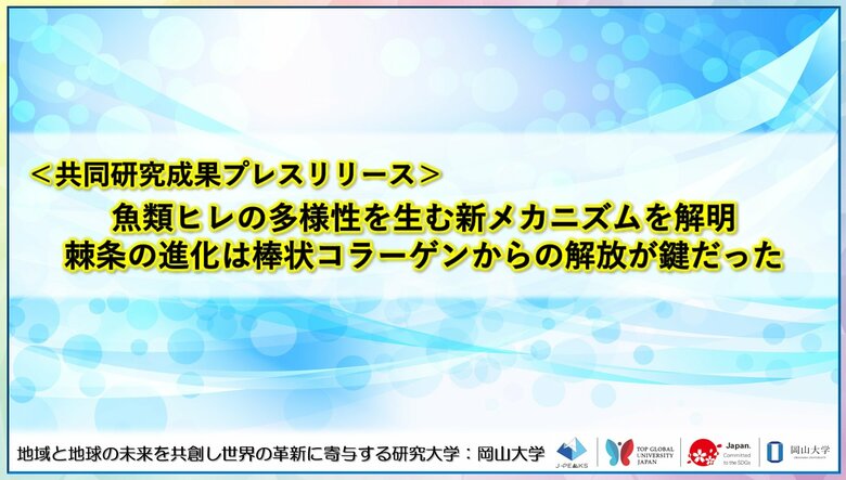 魚類ヒレの多様性を生む新メカニズムを解明　棘条（きょくじょう）の進化は棒状コラーゲンからの解放が鍵だった〔東北大学, 岡山大学〕
