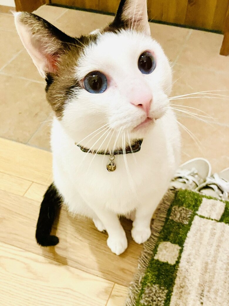 なでなで待ちの様子（提供：つくね＆ひまりさん）