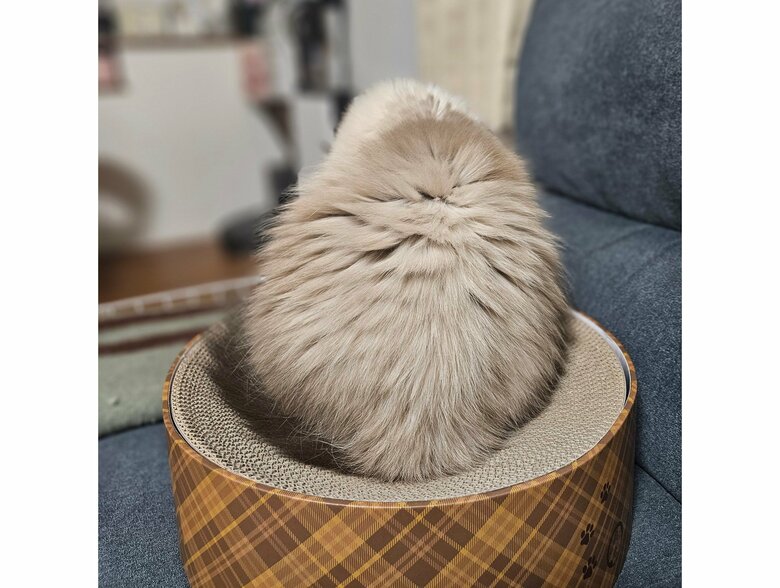 飼い主へ“用済みの時”（提供：ねぎまるさん）