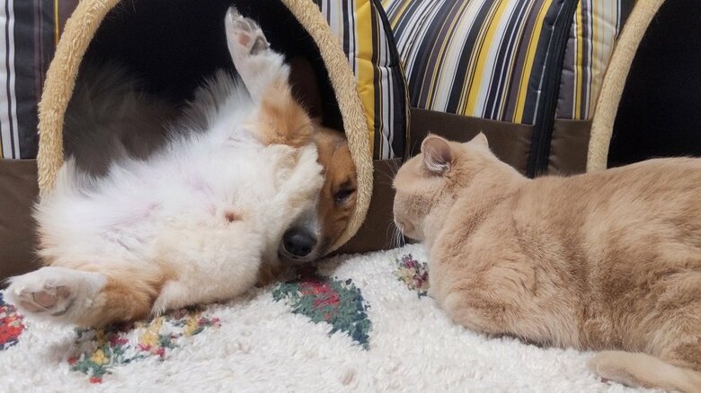大胆に寝るむうちゃんに、つぶされるちいくん。それをガッツリ見つめるととろちゃん