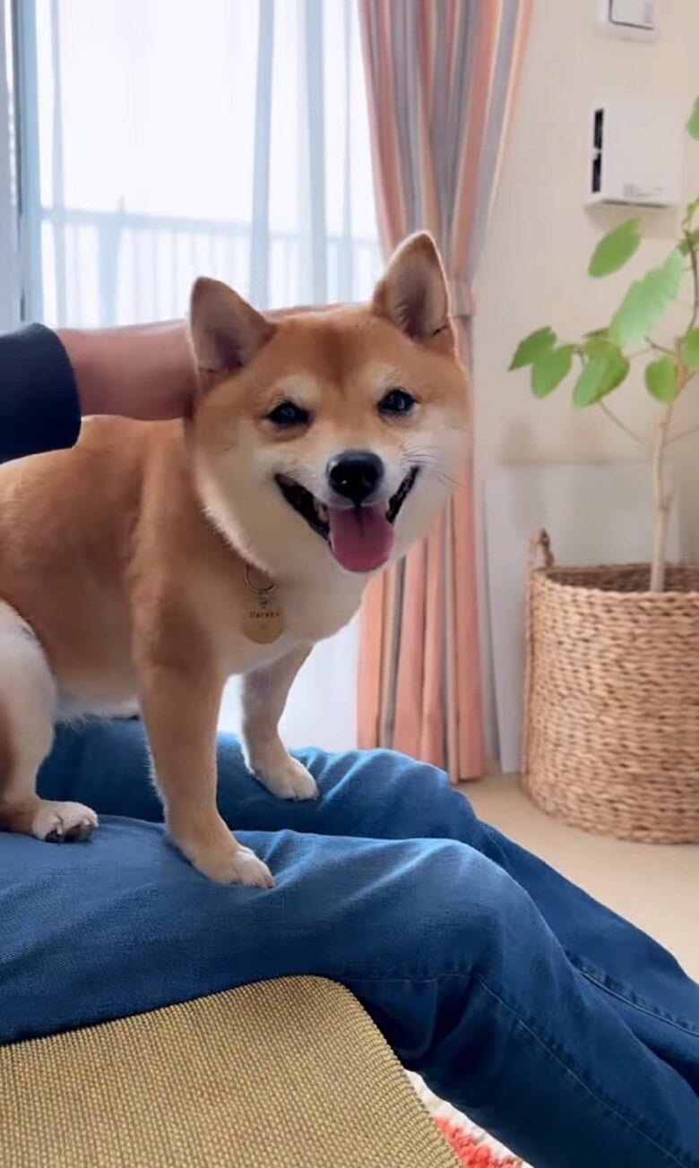 パパさんになでなでされてうれしそう