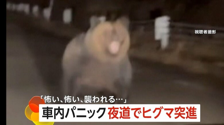 突然現れた巨大なヒグマ（23日午後9時頃、北海道・歌志内市）