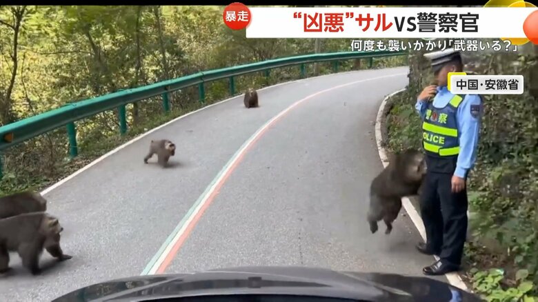 道路を占拠したサルの群れが警察官に襲い掛かる一部始終④