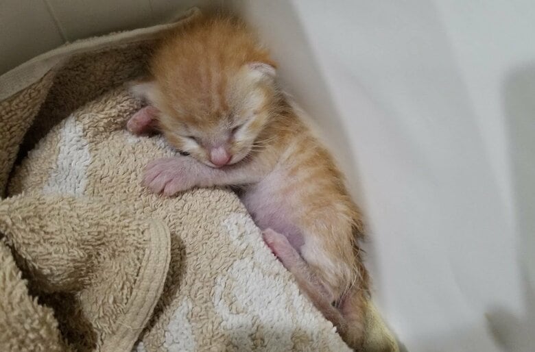 子猫時代のもちくん