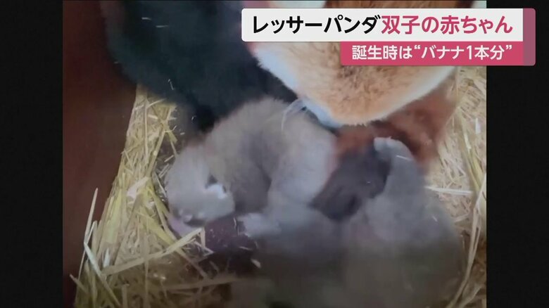 お母さんに赤ちゃんのキックが直撃