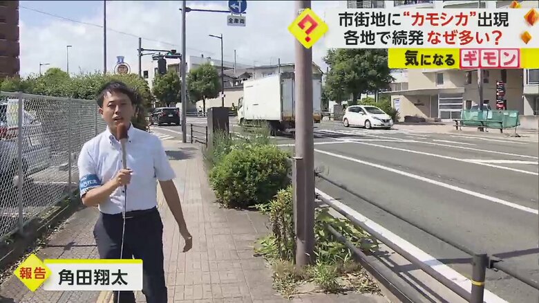 カモシカの目撃現場周辺の様子