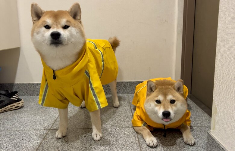 提供：@Shibamugi28