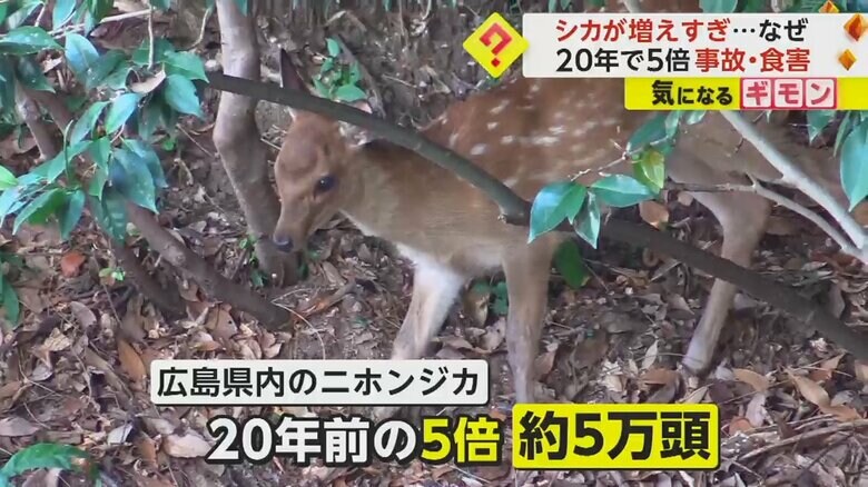 木の生えた地面に立つ、ニホンジカ