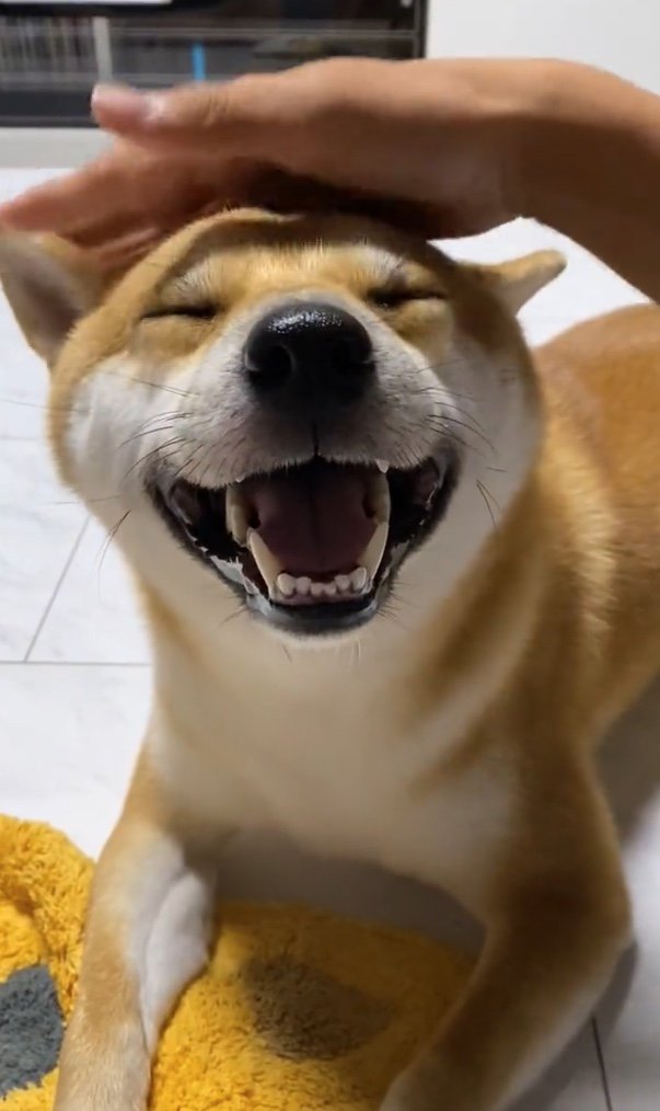 提供：柴犬 雷吾さん